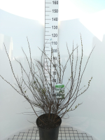 Spiraea nipponica 'Snowmound'   pot 10L   50 60 cm  