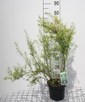 Spiraea thunbergii   pot 3L   40 60 cm