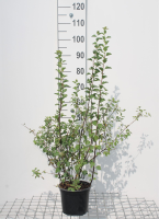 Spiraea x vanhouttei   pot 3L   40 60 cm