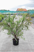Spiraea x vanhouttei   pot 20L   125 150 cm