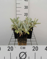 Stachys byzantina 'Silver Carpet'   pot 9x9 cm  