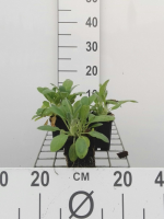 Stachys byzantina   pot 9x9 cm  