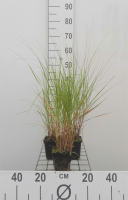 Stipa calamagrostis   pot 9x9 cm