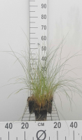 Stipa capillata   pot 9x9 cm  