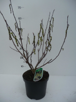 Stachyurus chinensis 'Celina'   pot   40 50 cm