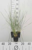 Stipa gigantea   pot 9x9 cm  