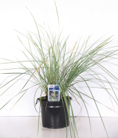 Stipa gigantea   pot 3L  