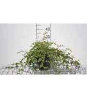 Stephanandra incisa 'Crispa'   pot 3L   30 40 cm