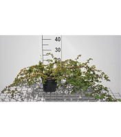 Stephanandra incisa 'Crispa'   pot 1,5L   20 30 cm
