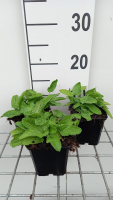 Stachys monieri 'Hummelo'   pot 9x9 cm  