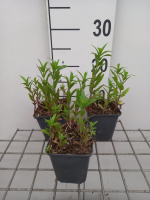 Stachys palustris   pot 9x9 cm  