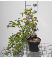 Stephanandra tanakae   pot   30 40 cm