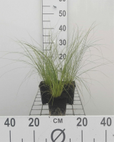 Stipa tenuifolia   pot 9x9 cm  