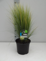 Stipa tenuifolia   pot 3L  