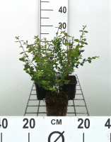 Symphoricarpos x chenaultii 'Hancock'   pot 9x9 cm   15 20 cm