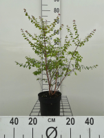 Symphoricarpos x chenaultii 'Hancock'   pot 1,3L   30 40 cm  