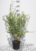Symphoricarpos x doorenbosii 'Magic Berry'   pot   50 60 cm