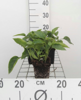 Symphytum grandiflorum   pot 9x9 cm  