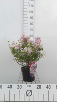 Syringa meyeri 'Palibin'   pot   30 40 cm