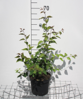 Syringa microphylla 'Superba'   pot   40 50 cm