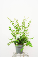 Syringa microphylla 'Superba'   pot 12L   100 125 cm