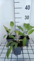 Symphytum officinale   pot 9x9 cm (Smeerwortel 'Echte Smeerwortel')  