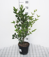 Syringa patula 'Miss Kim'   pot   40 60 cm