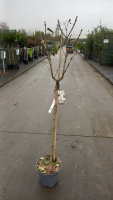 Syringa vulgaris 'Mme Lemoine'   pot 10L   geënt op stamhoogte 90 cm