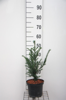 Taxus baccata   pot   30 40 cm   struik