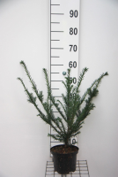Taxus baccata   pot   40 50 cm   struik  