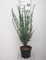 Taxus baccata   pot   50 60 cm   struik  