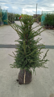 Taxus baccata   aardekluit   60 80 cm   struik  