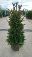 Taxus baccata   aardekluit   100 125 cm   struik  