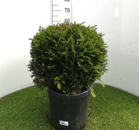 Taxus baccata   pot   bolvorm diameter 40+ cm