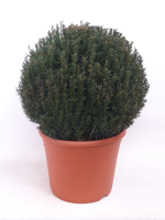 Taxus baccata   pot   bolvorm diameter 50+ cm