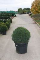 Taxus baccata   pot   bolvorm diameter 70+ cm