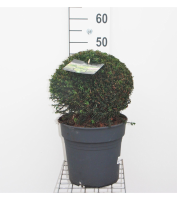 Taxus baccata   pot   bolvorm diameter 30+ cm