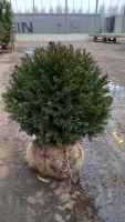 Taxus baccata   aardekluit   bolvorm diameter 50+ cm