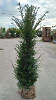 Taxus baccata   aardekluit   140 160 cm   struik
