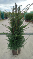 Taxus baccata   aardekluit   120 140 cm   struik  