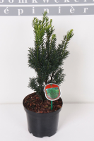 Taxus x media 'Hillii'   pot   30 40 cm