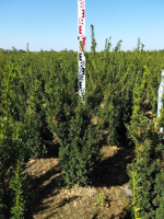 Taxus x media 'Hillii'   aardekluit   60 80 cm