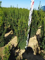 Taxus x media 'Hillii'   aardekluit   80 100 cm