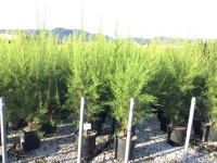 Tamarix tetrandra   pot 18L   125 150 cm  