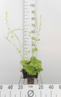 Tellima grandiflora   pot 9x9 cm  