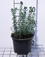 Teucrium x lucidrys   pot 2L