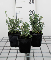 Teucrium x lucidrys   pot 9x9 cm  