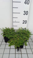 Thymus x citriodorus 'Aureus'   pot 9x9 cm (Tijm   Citroentijm 'Goudkleurig   Aureus' (syn.))  