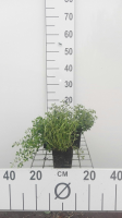 Citroentijm   pot 9x9 cm (Thymus x citriodorus)  
