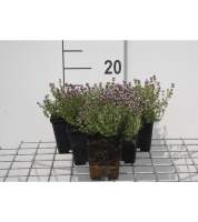 Thymus x citriodorus 'Silver Queen'   pot 9x9 cm (Citroentijm)  
